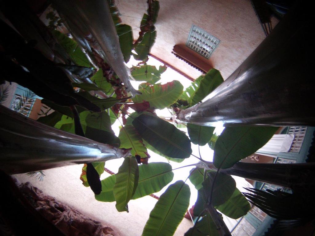 Riad Dar Mchicha Marrakesh Exteriör bild